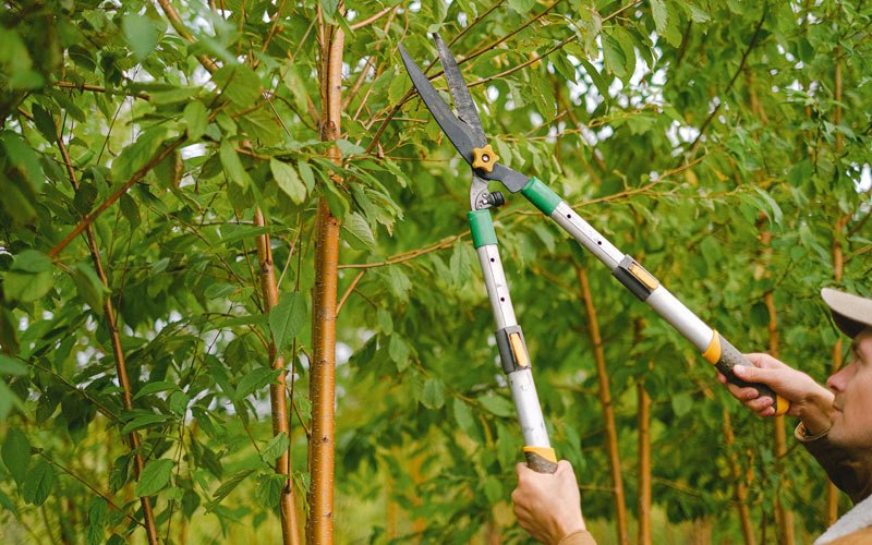 Tree trimming in Woden, IA
