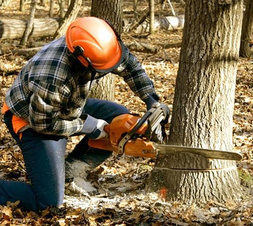 Tree Removal in Woden, IA